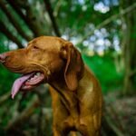 Dog-friendly day trips summer months